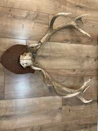 Poroże jelenia z czaszką 5,3 kg 14 stak oprawione
