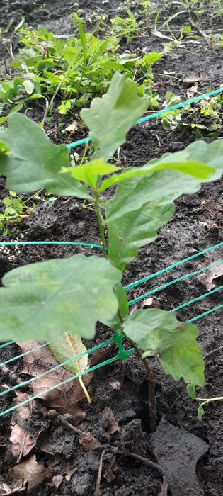 Саджанці дуба молоді