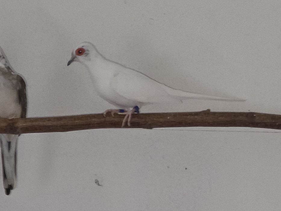 Goląbki Diamentowe Szeki