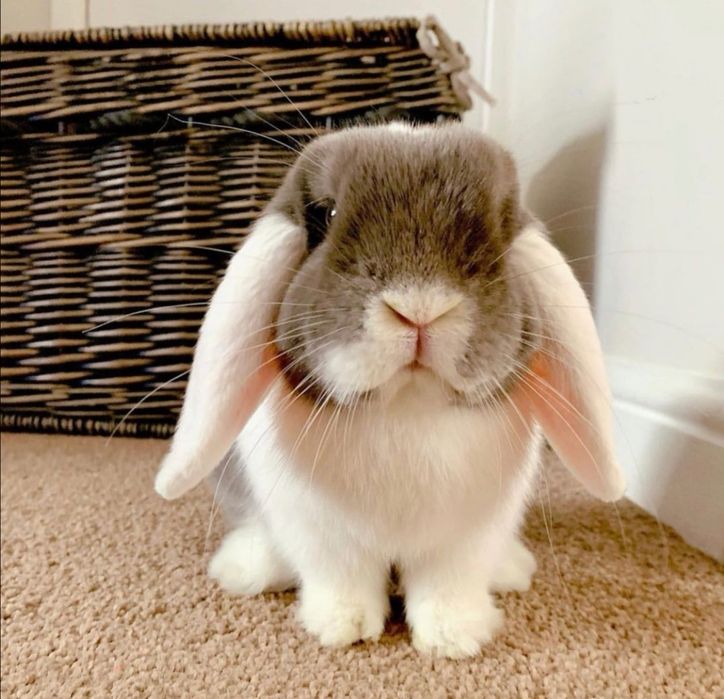 KIT Coelhos anões orelhudos(mini loop) super dóceis e brincalhões