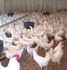 Kury nioski Rosa młode z pierwszym jajkiem z wolnego-wybiegu.Z dowozem