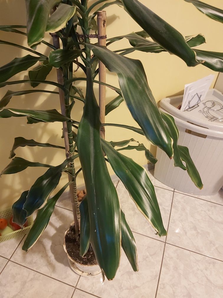 Dracena wonna ponad 2m