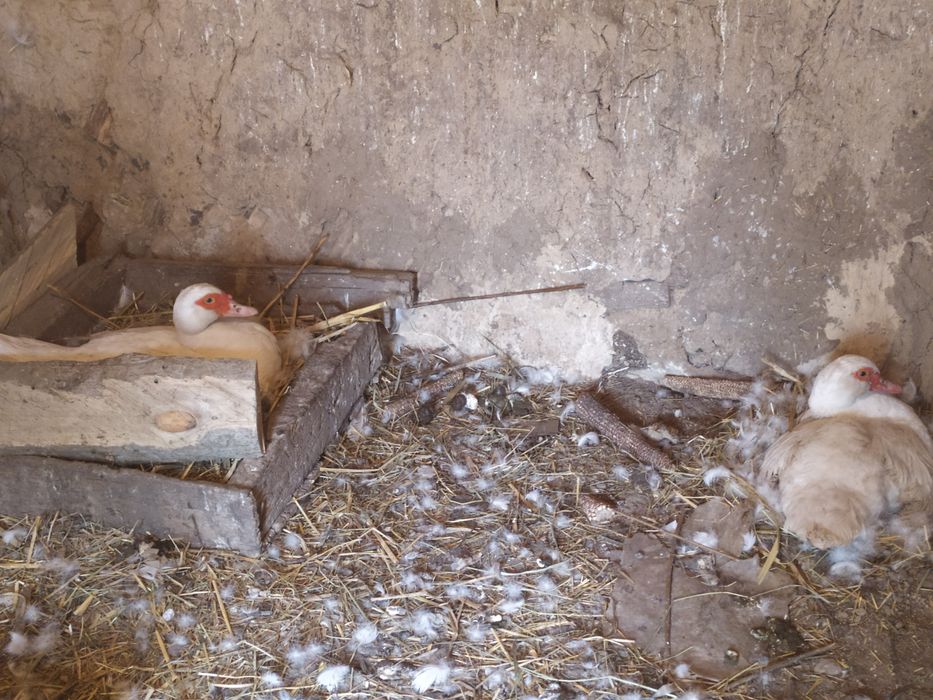 Продам яйця інкубаційні індокачок, білі, блакитні і білокорич 60 грн