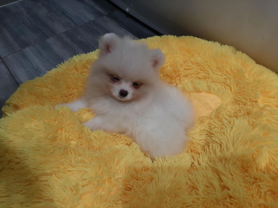 Szpic miniaturowy pomeranian chlopak
