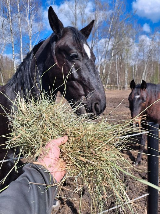 Siano w balotach spod flizy 100% suche dobra jakość TRANSPORT
