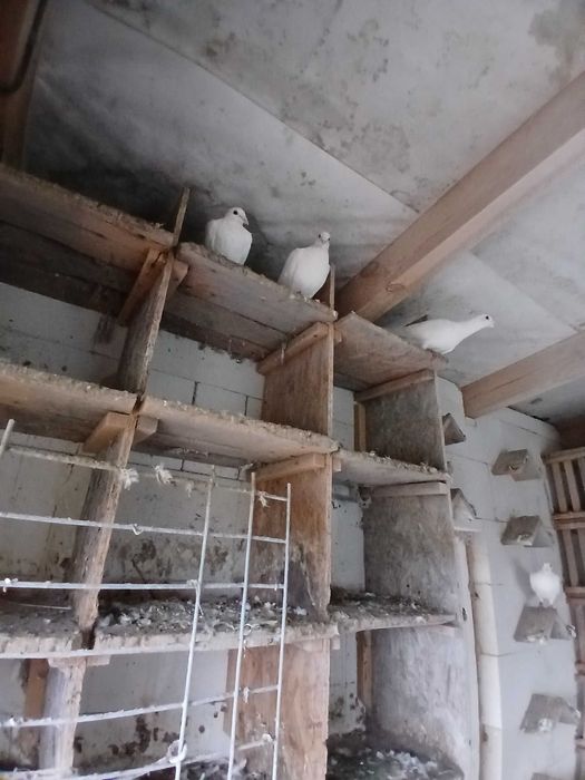 Pocztowe Białe na sprzedaż