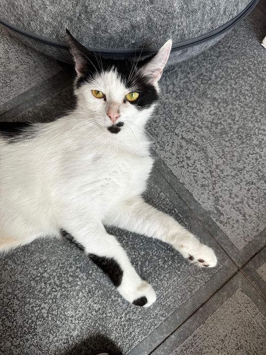 Tyfona - kotka czekająca na adopcję