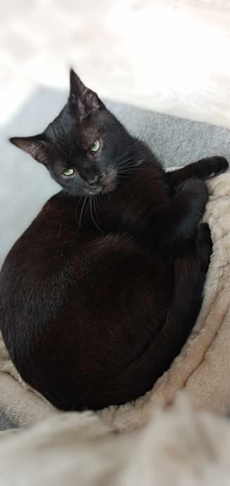 Kociaki szukają domków