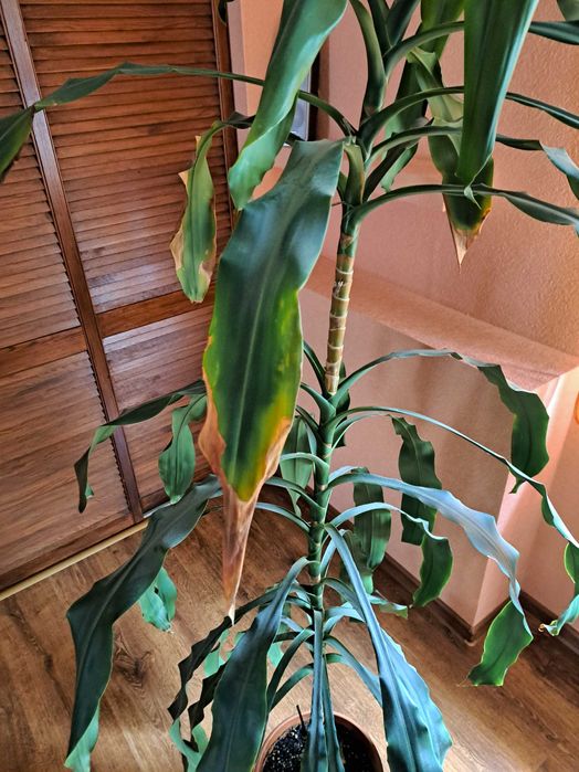 DRACENA WONNA wysokości 2 metrów