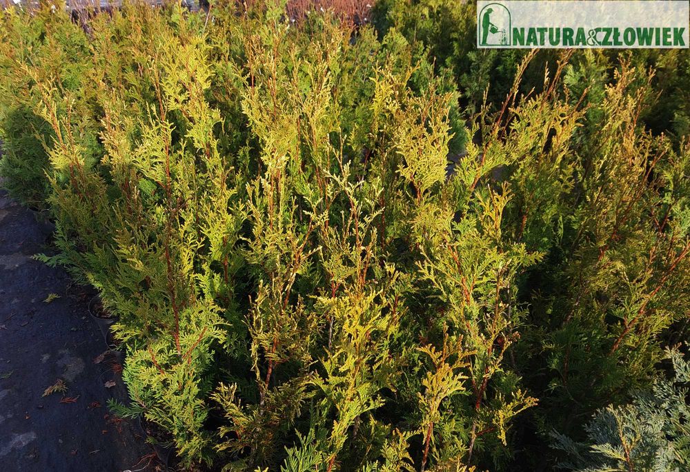 Thuja Aureospicata 80cm BRABANT 80 Szmaragd 70cm  PRODUCENT Śląsk Tuja