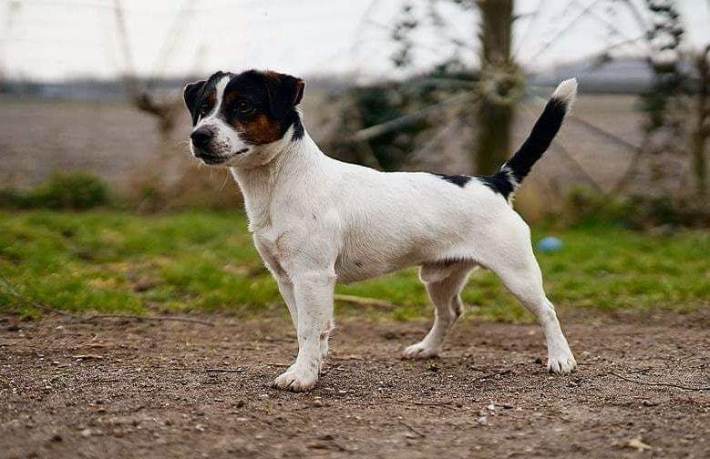 Jack Russell Terrier reproduktor FCI Fioletowa magia