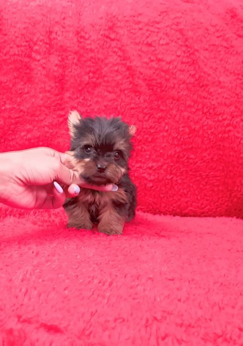 Yorkshire Terrier miniatura