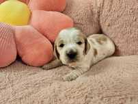 Suczka Cocker Spaniel Angielski