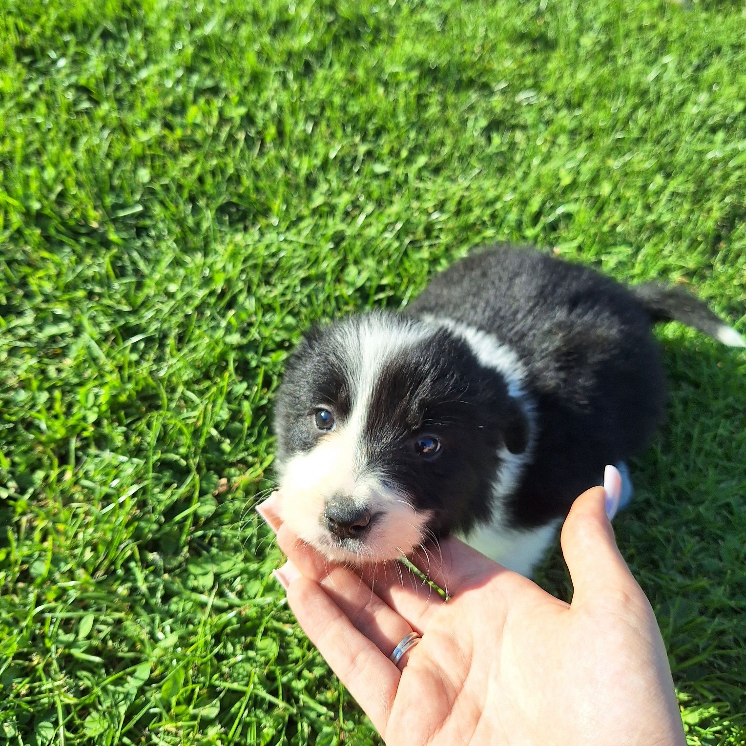 Piękna sunia border collie do odbioru