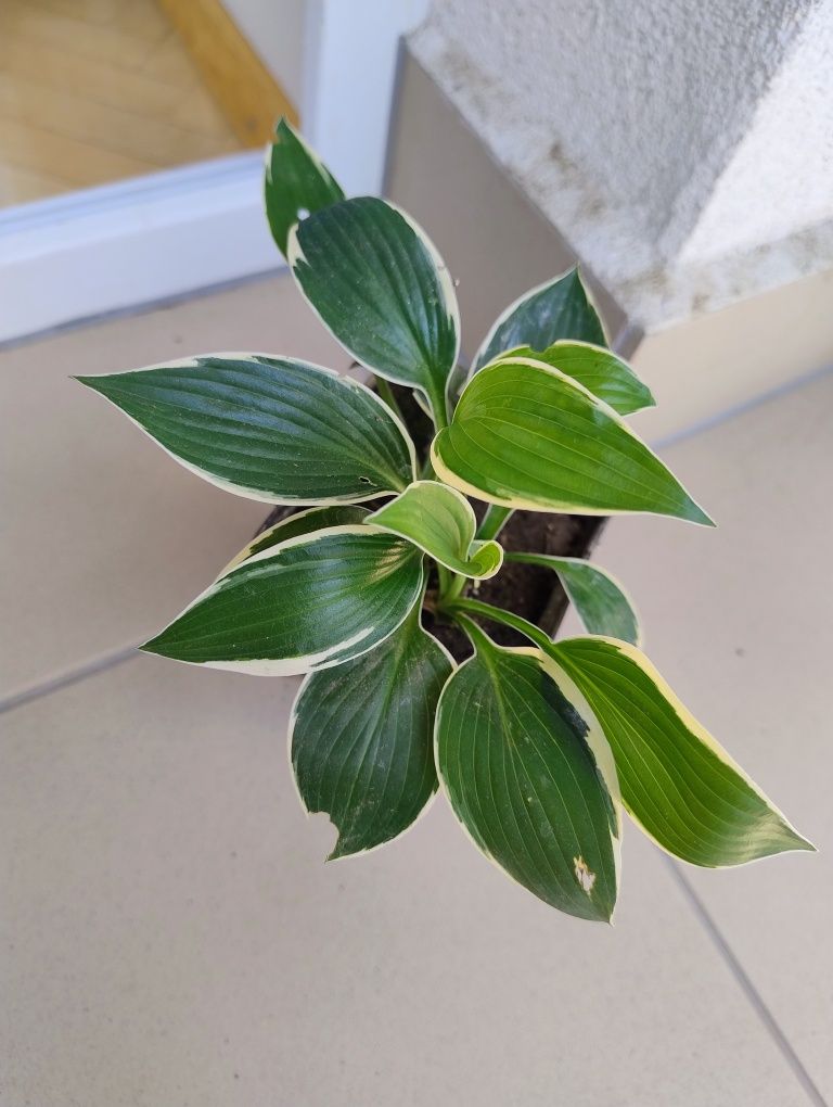 Funkia/hosta dwubarwna, zestaw 2 doniczek z roślinami