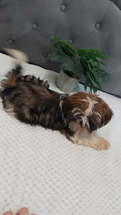 Wesoły Piesek shih tzu