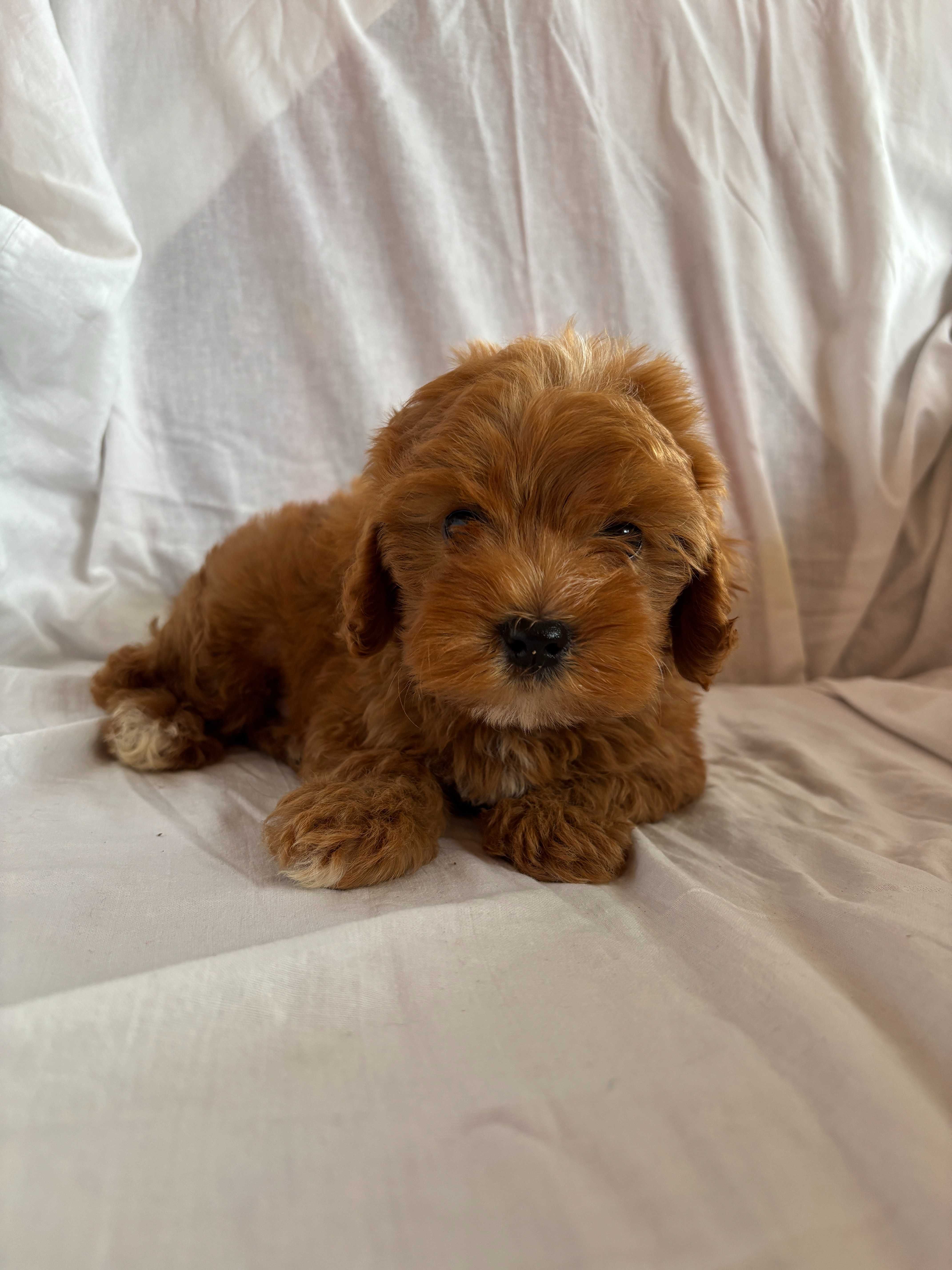 Piesek rasy Cavapoo