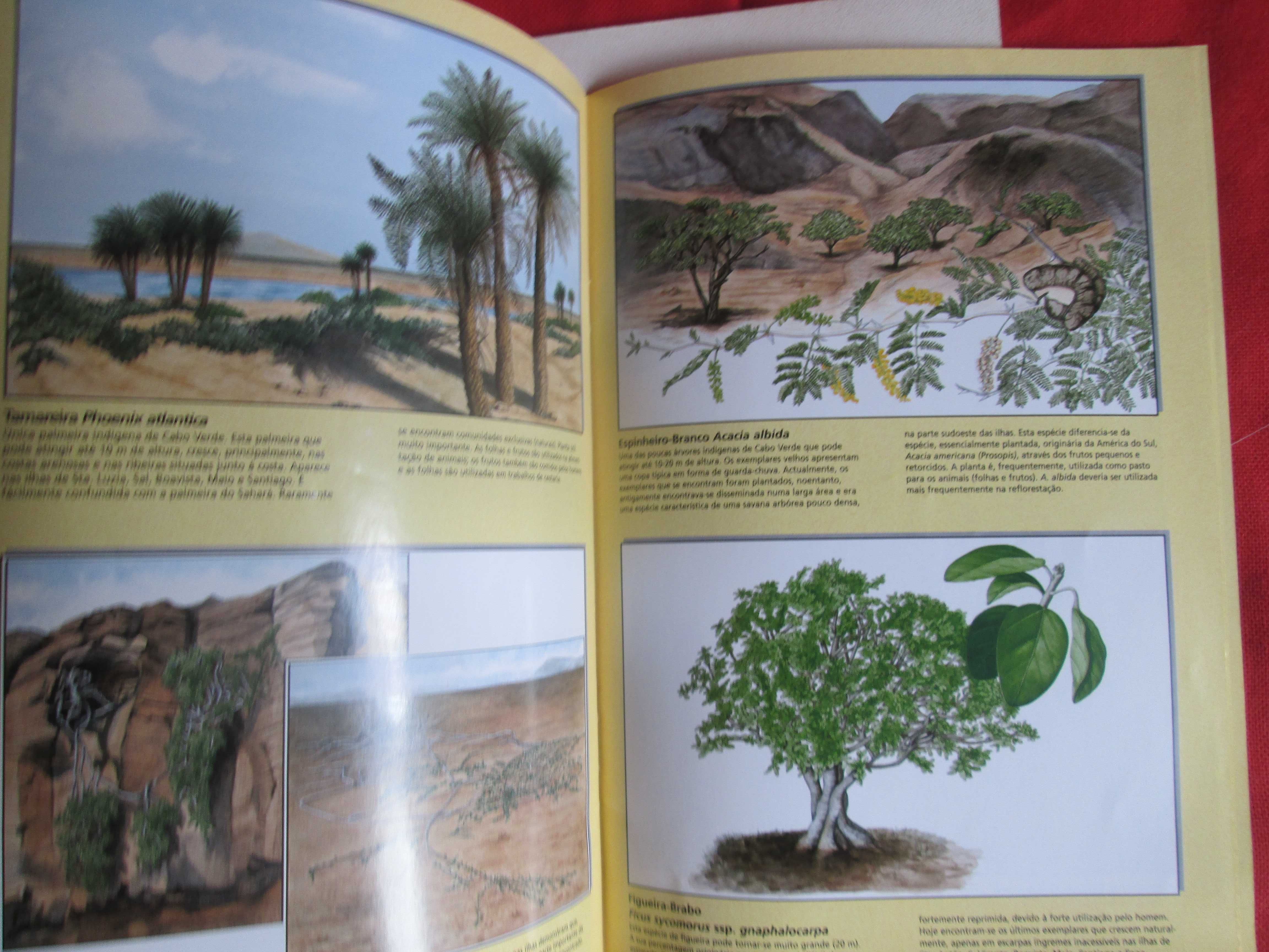 Plantas Endémicas e Árvores Indígenas de CABO VERDE