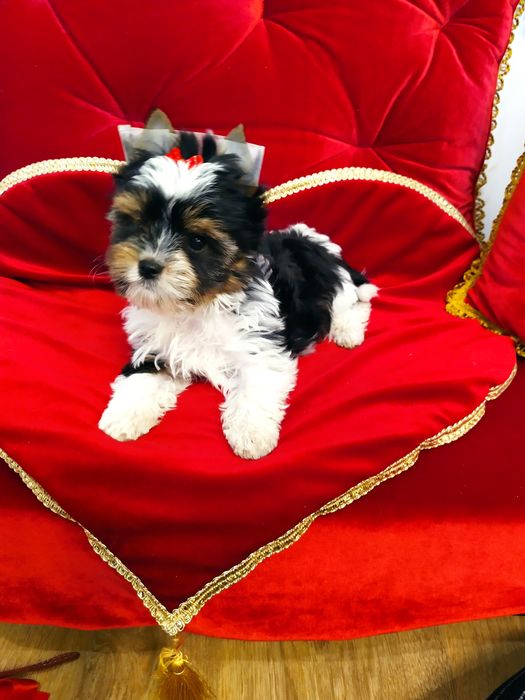 Śliczny samczyk Fan z metryką ZKwP/FCI Biewer Yorkshire terrier.