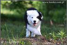 szczeniaki Border Collie suczka Weni rodowód ZKwP FCI