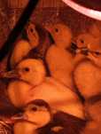Patos mudos  adultos e bebes