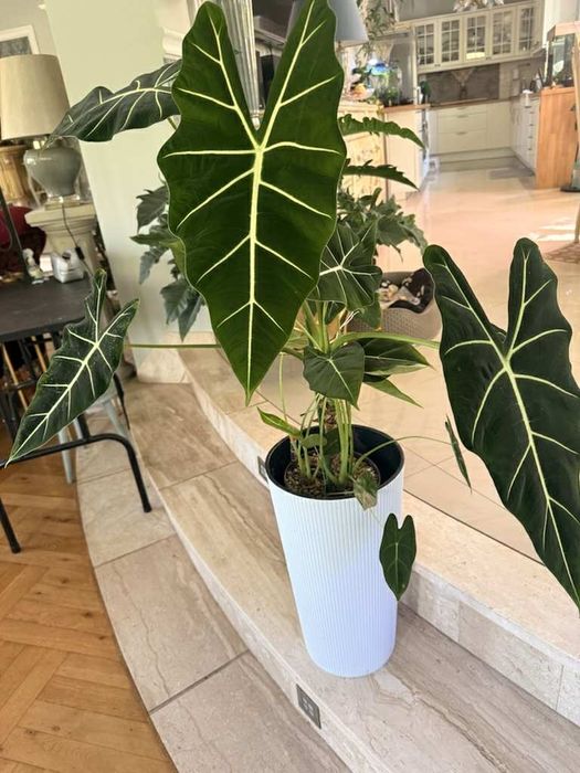 Alocasia frydek XXL