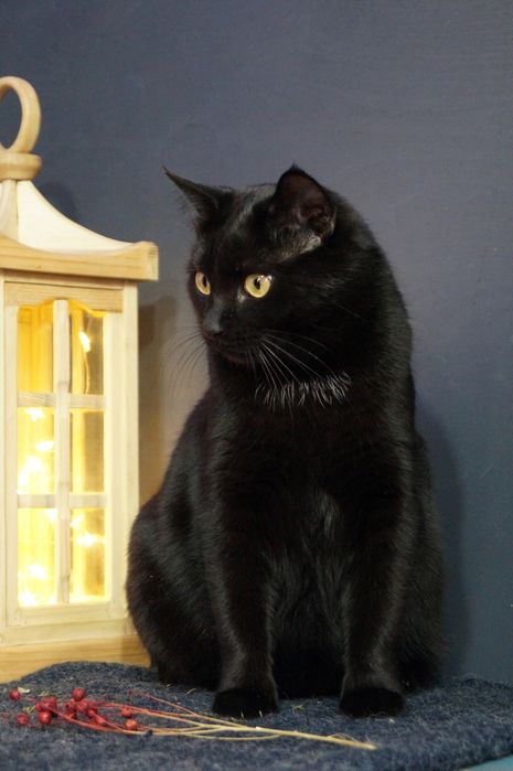 Гармонійна парочка котиків чекають на свою  родину