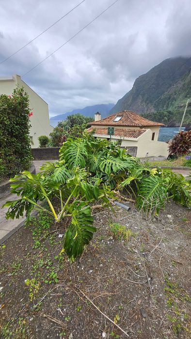Monstera Big Form z Madery dorosła sadzonka 2 letnia