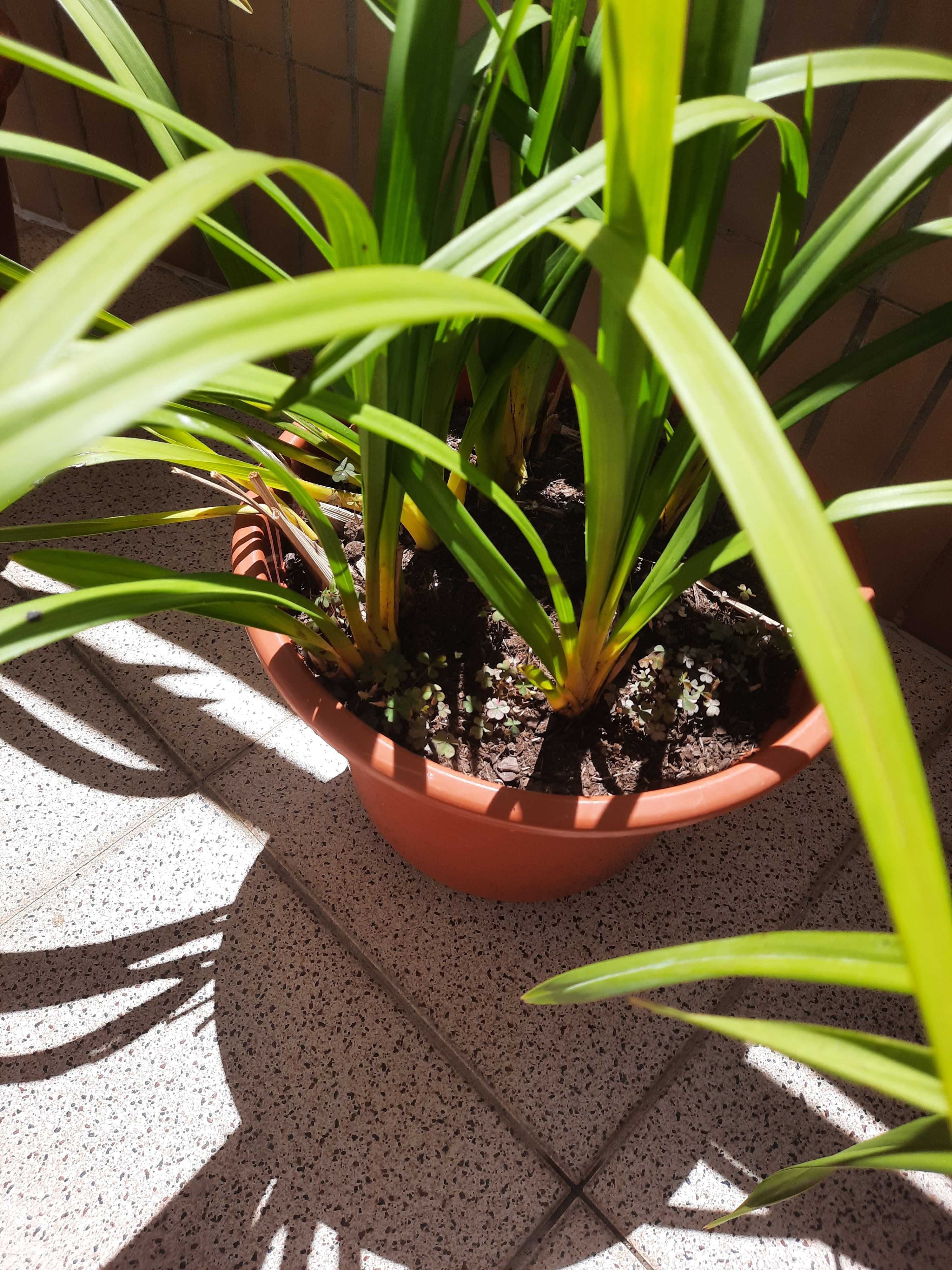 Vendo bolbos de orquídeas