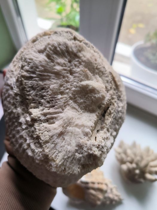 Продам коралл мозговой