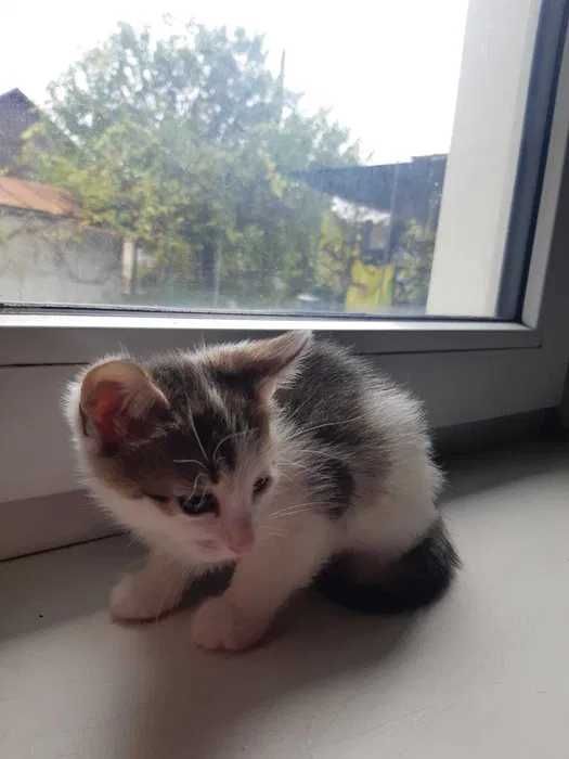 Маленький котик шукає дім