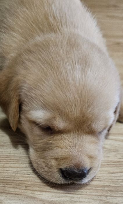 Продажа чистокровных щенков лабрадора палевого окраса