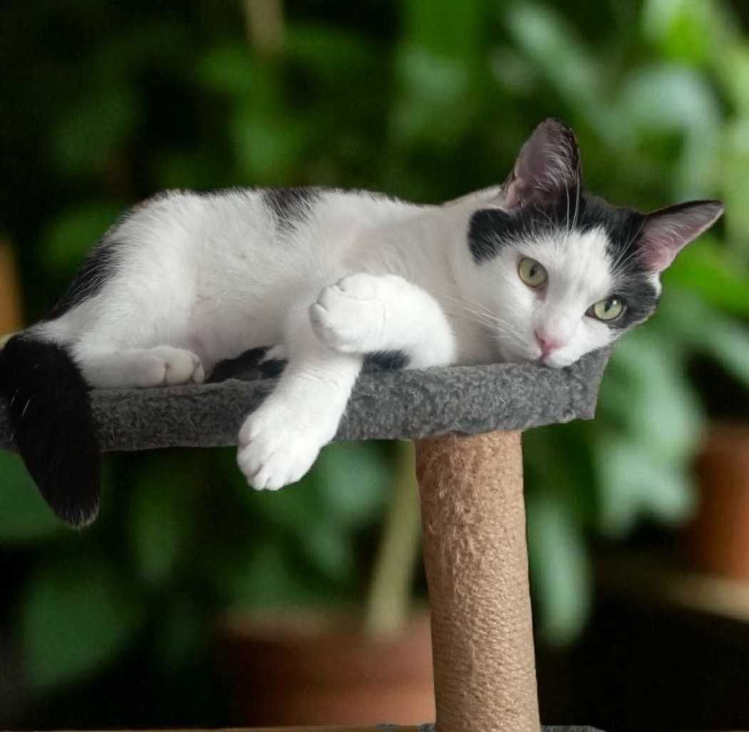 Великолепный годовалый котик с веселым характером. Патрик!