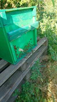 Бджоли відводки пчоли