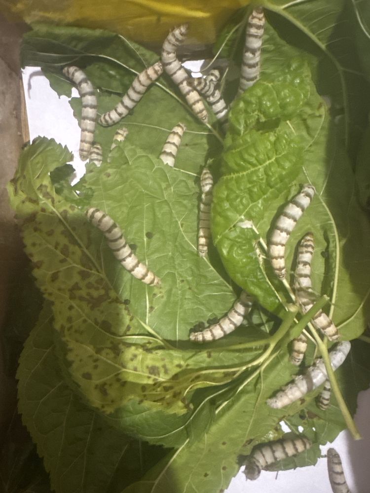 Vende se bichos da seda