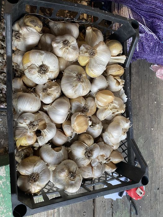 Продам часник Рокамболь по 200грн за 1кг,в наявності 5 кг