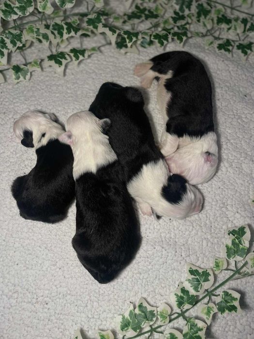 Owczarek staroangielski-Bobtail