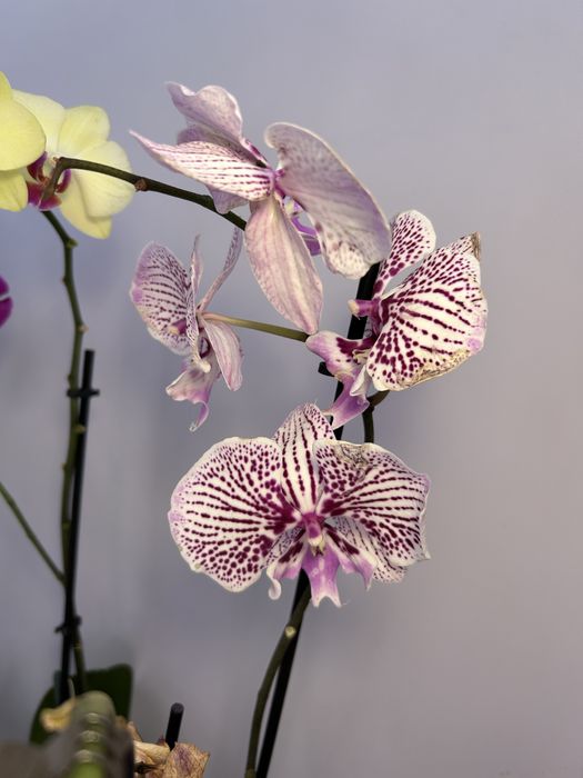 Орхидея отцветашка