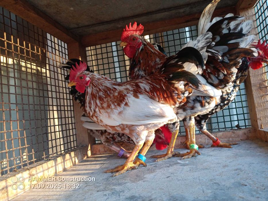 Liliputki kurki, koguty, pary . Transport w każde miejsce w Polsce!!!