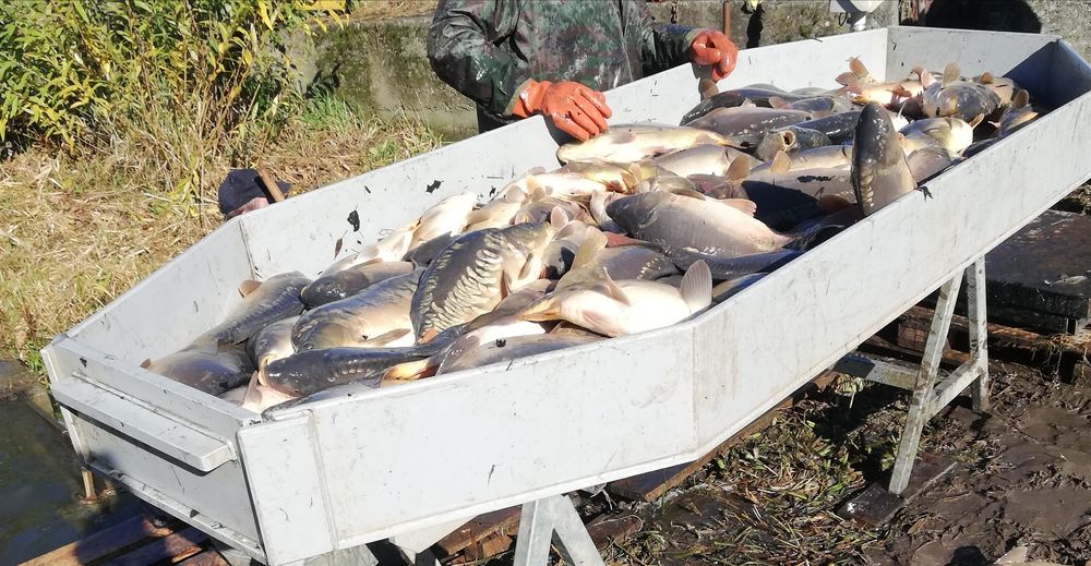Karp handlowy 1,5-3kg. Królewski. Pstrąg konsumpcyjny.grill