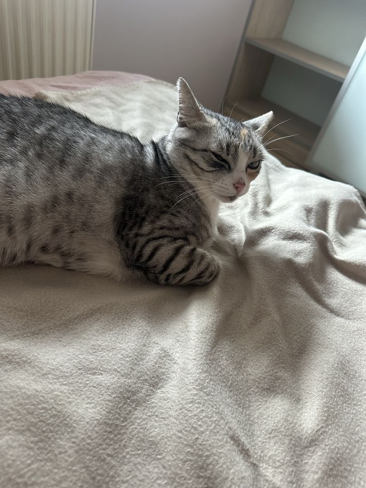 DO ADOPCJI FIONKA – młoda kotka, która straciła wszystko,