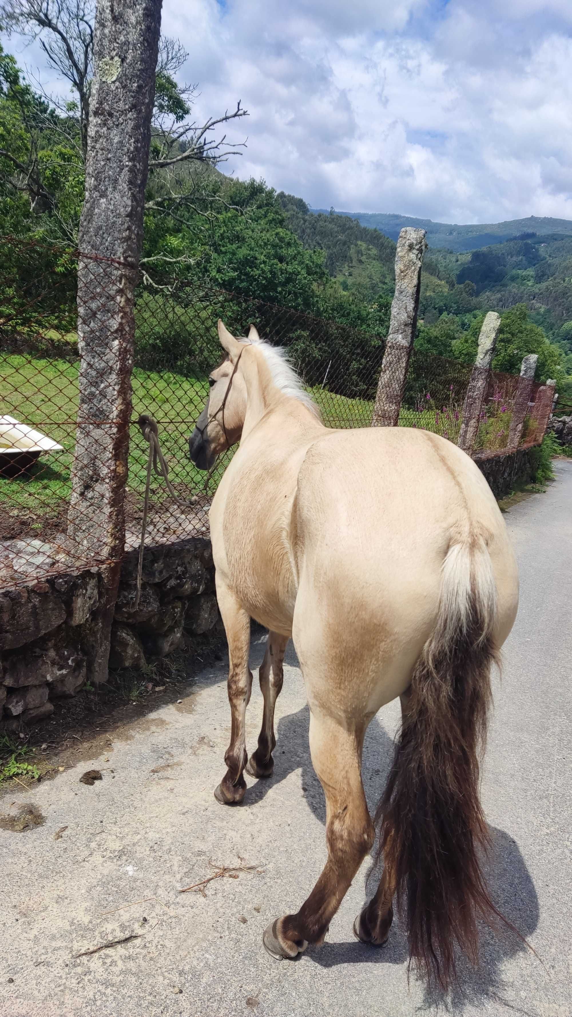 Égua baia cruzada