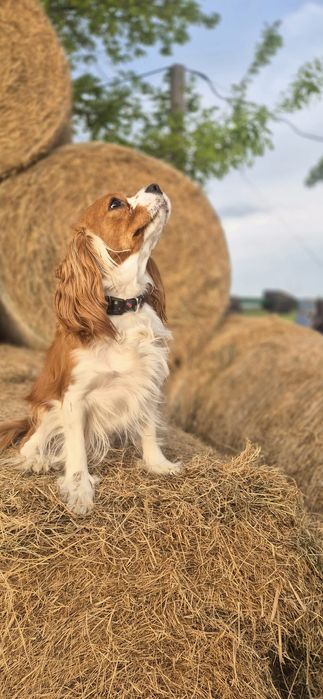 Cavalier Zapowiedź miotu