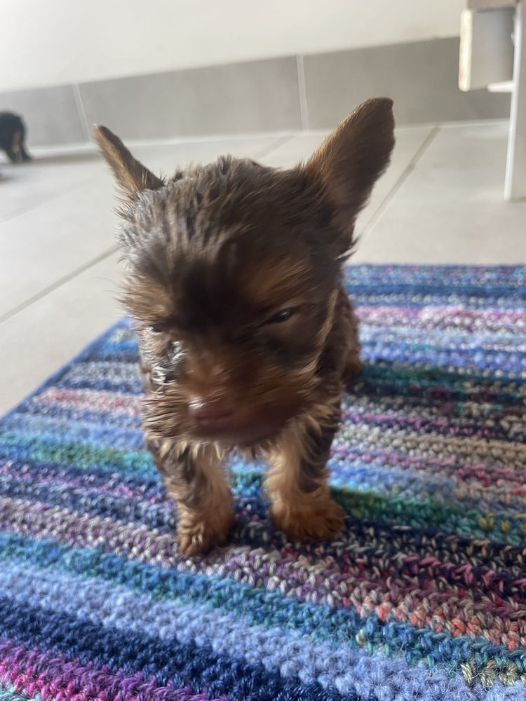 Yorkshire Terrier czekoladowy  piesek