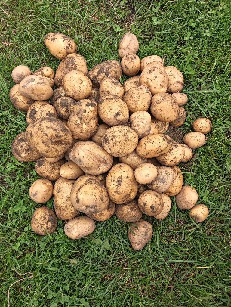 Ziemniaki wczesne Michalina pakowane po 15 kg.