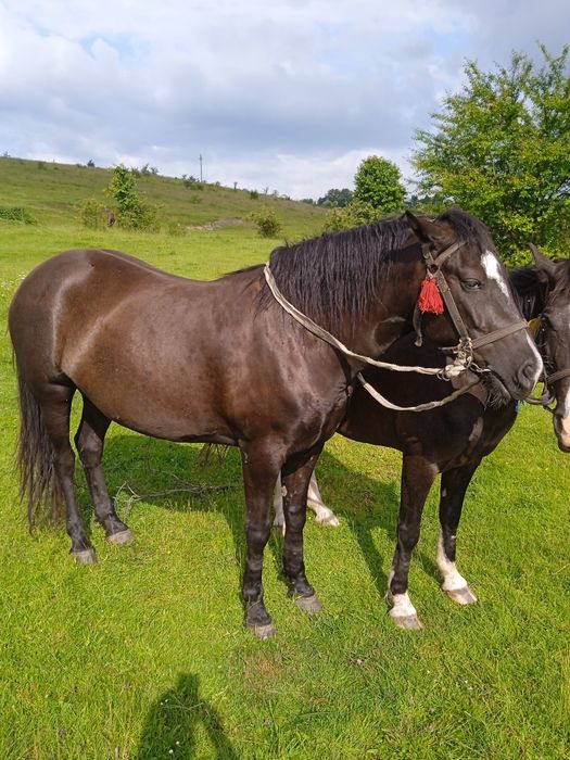 Терміново Продається кобили на вибір одна дуже повільна інша гостра.