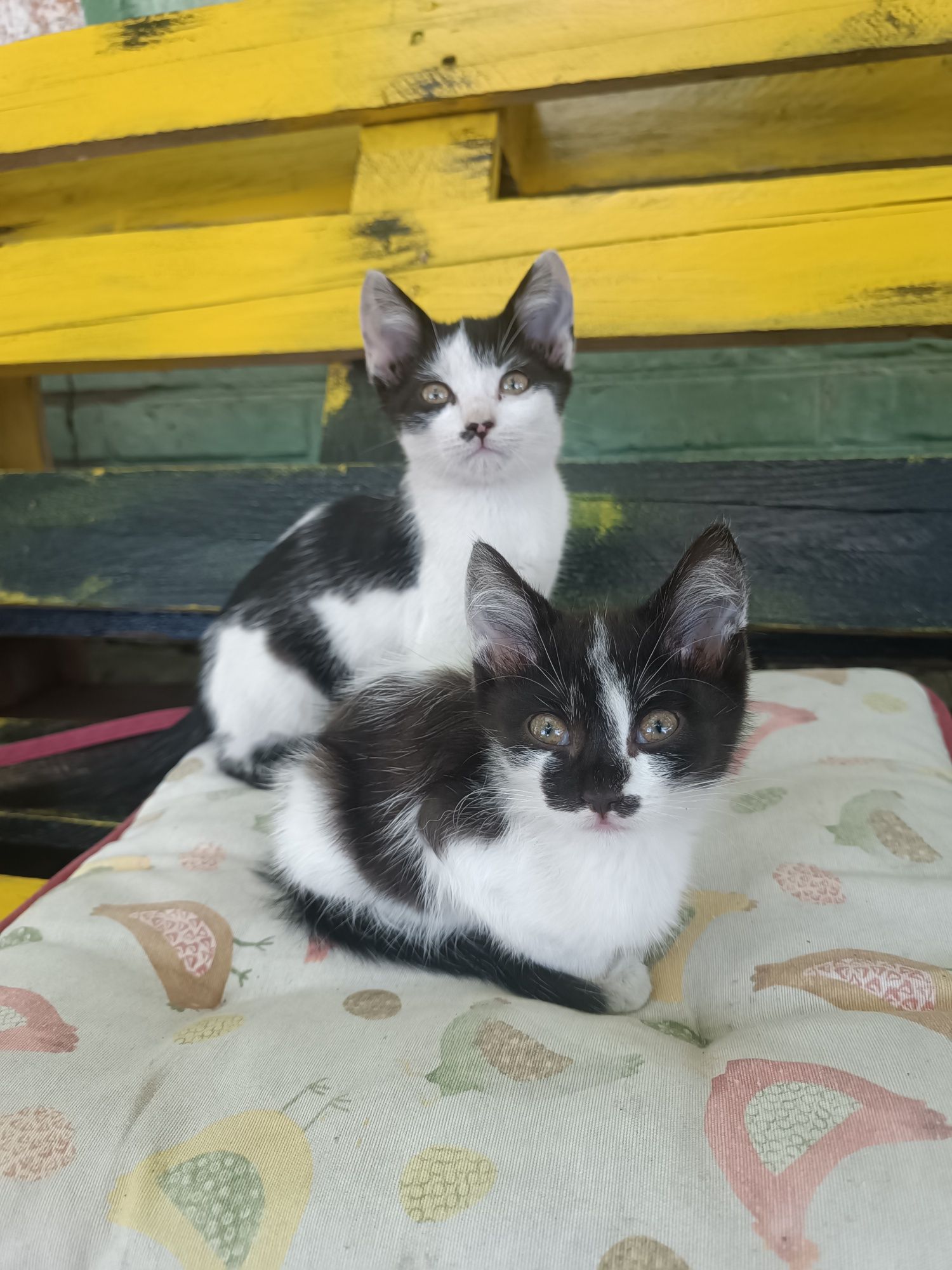 Котики в добрі руки