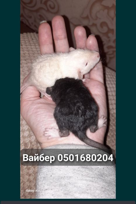 Крыса дамбо рекс доставка