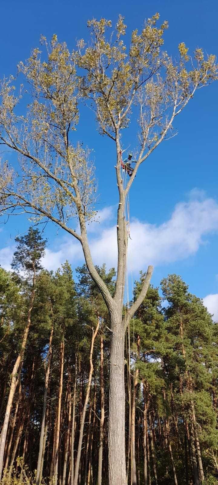 wycinka drzew, pielęgnacja drzew, utylizacja, frezowanie pni, CAŁY ROK