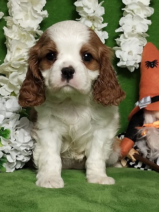 Cavalier King Charles Spaniel - szczeniaki